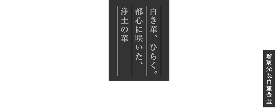 白き華、ひらく。都心に咲いた、浄土の華